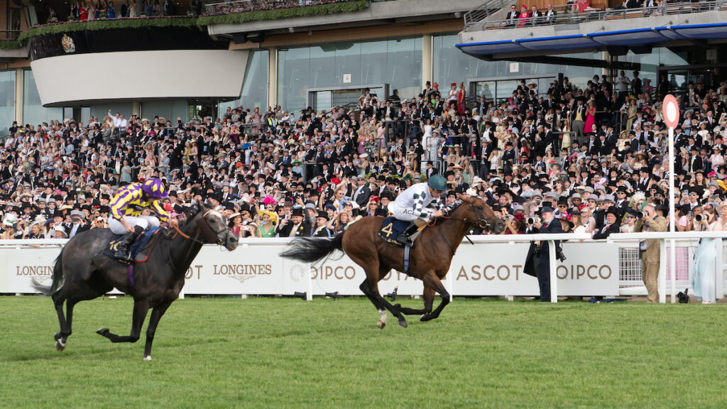 Ace Stud out to raid local track at July meeting