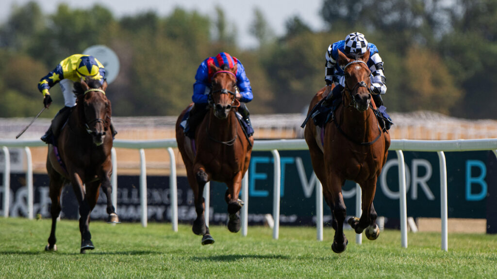 Wine Dark Sea bidding for Caulfield & Melbourne Cup double