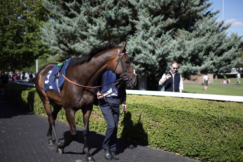 Racing news today: Nicky Henderson eyes Bahrain for Constitution Hill & Saffie Osborne targets Melbourne Cup glory - Wednesday 16 September